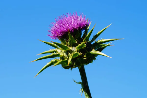 Bloesem Van Een Melk Distel Tegen Een Blauwe Lucht Close — Stockfoto