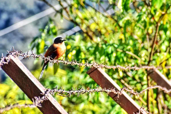 Seletivo Pássaro Robin Arame Farpado — Fotografia de Stock