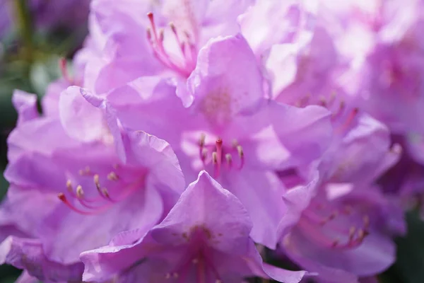 Eine Selektive Nahaufnahme Von Rosa Blüten Auf Dem Baum — Stockfoto