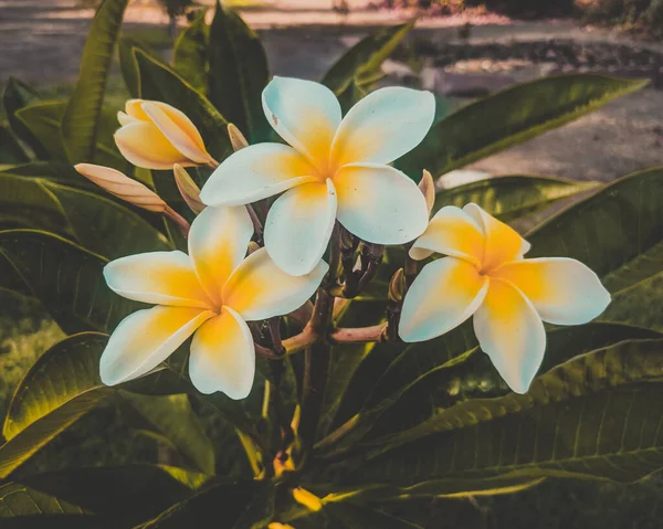 Närbild Plumerian Vackra Blommor Med Gulvita Kronblad — Stockfoto