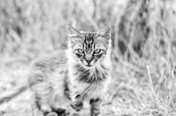 Uno Scatto Scala Grigi Gatto Dall Aspetto Feroce — Foto Stock