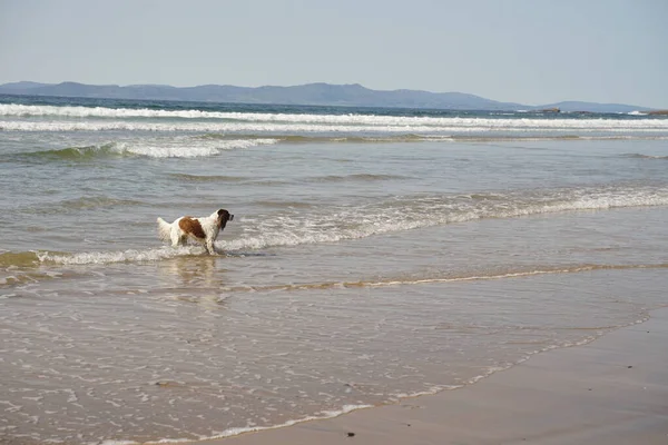Ένας Σκύλος Παίζει Κύματα Θαλασσινού Νερού Πρωί — Φωτογραφία Αρχείου