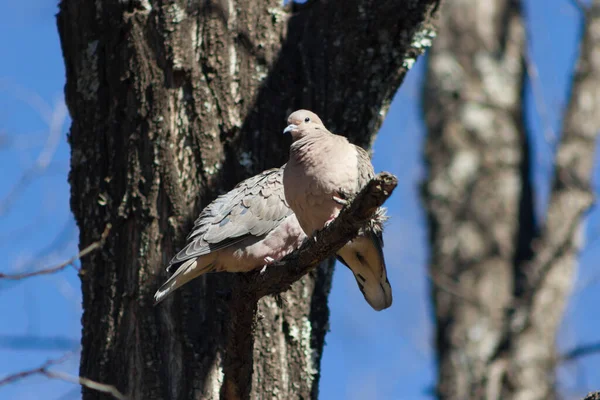 Ein Paar Tauben Auf Einem Ast Ihrem Natürlichen Lebensraum Südamerika — Stockfoto