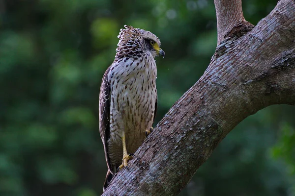 Schlangenadler Erwachsen Und Jungvogel — Stockfoto