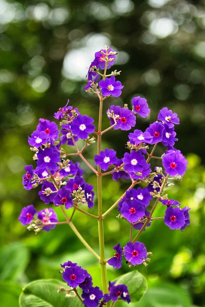 Pionowe Ujęcie Tibouchina Kwiat Ogrodzie — Zdjęcie stockowe