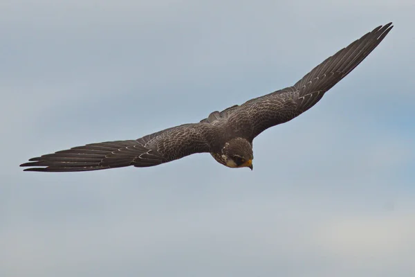 猎鹰飞行时猎食的猎鹰 — 图库照片