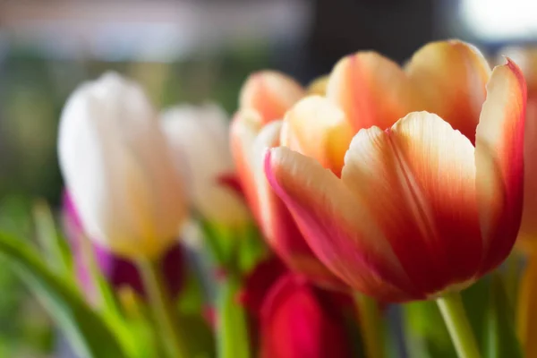 Gros Plan Sélectif Des Tulipes Dans Jardin — Photo