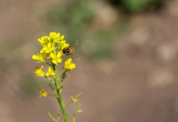 菜园里黄色芥末花中的蜜蜂 — 图库照片