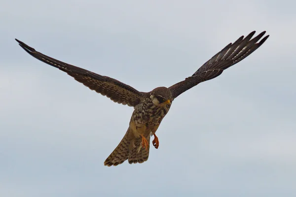 Greifvogel Flug Auf Der Jagd Nach Flügeln — Stockfoto