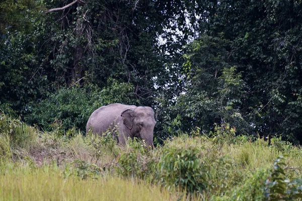 Marcher Sur Une Pente Avec Des Épis Herbe Cogon Rabattus — Photo