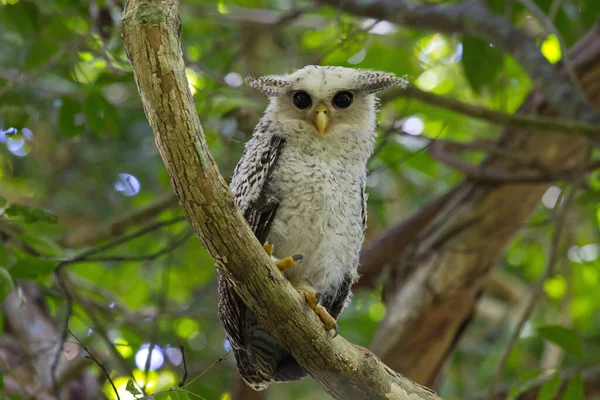 昼間はフクロウ狩りやげっ歯類やじっと見ています 大きなフクロウの目 — ストック写真