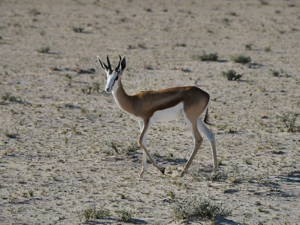 Een Natuurlijk Uitzicht Van Een Antilope Lopend Dierentuin — Stockfoto