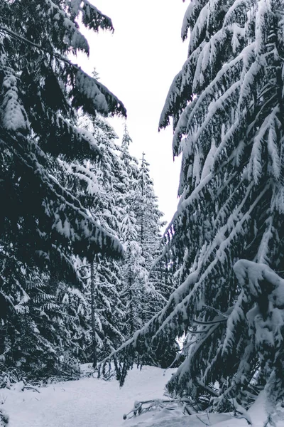 Vertikal Bild Vinterskogen — Stockfoto