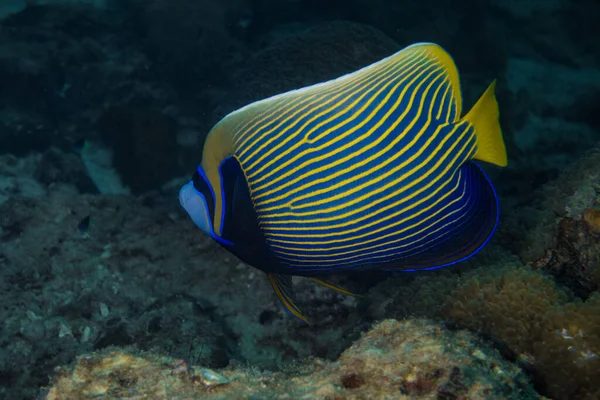 Closeup Shot Blue Yellow Stripes Fish — Stock Photo, Image