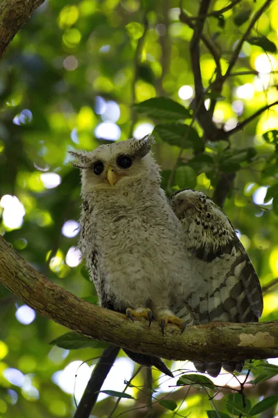 Owls Hunting Roosting Staring Daytime Big Owl Eyes — Stock Photo, Image