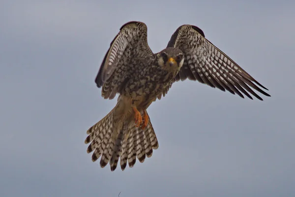 Falcon Bird Prey Flight Hunting Wings Sprea — Stock Photo, Image