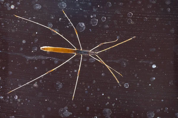 Spider insect or stick insect with six legs and two antennae on dark background