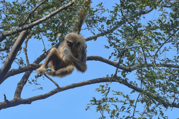 Visto Appeso Dondolante Gibbon Dalle Mani Bianche Hylobates Lar Thailandia — Foto Stock