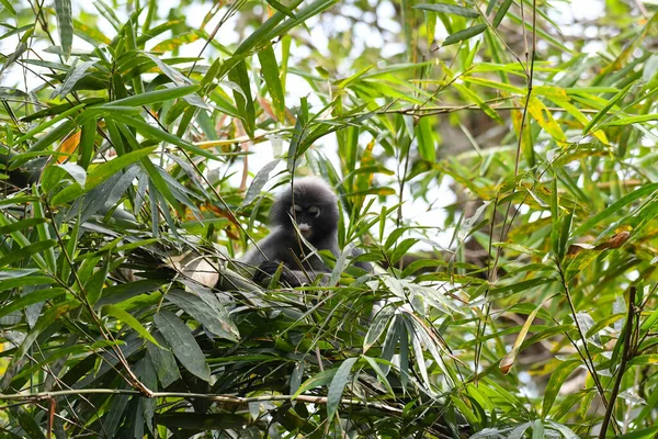 Gezien Binnen Bamboe Bladeren Dusky Leaf Monkey Trachypithecus Obscurus Bedreigd — Stockfoto