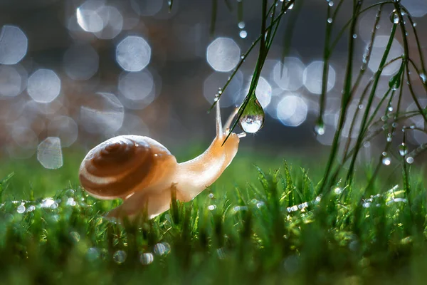 Closeup Shot Little Land Snail Green Grasses Dewdrops — Stock Photo, Image