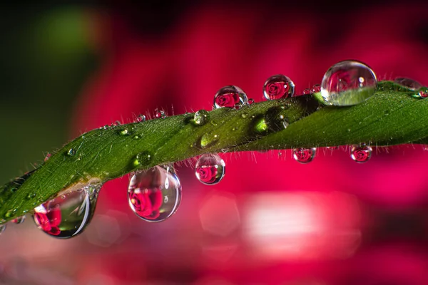 Primer Plano Gotas Agua Una Hoja Una Planta — Foto de Stock