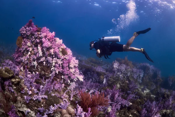 Uma Bela Foto Mergulhador Debaixo Oceano — Fotografia de Stock