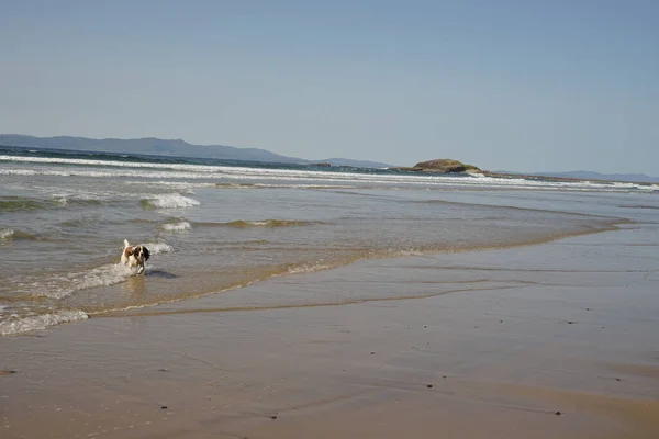 Ένας Σκύλος Παίζει Κύματα Θαλασσινού Νερού Πρωί — Φωτογραφία Αρχείου