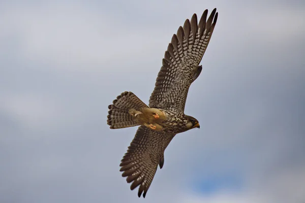 Falco Rapace Volo Caccia Ali Sprea — Foto Stock