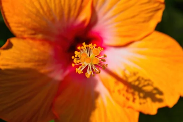 Gros Plan Hybiscus Orange Centre Rose — Photo
