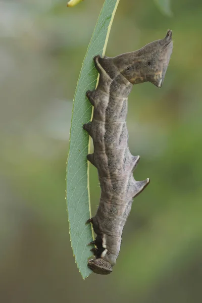 Closeup Caterpillar Pebble Prominent Moth Notodonta Ziczac Feeding Salix Purpurea — Stock Photo, Image