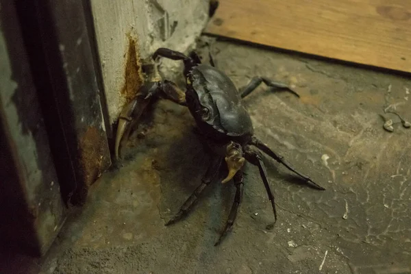 Big Black Brown Freshwater Crab Waiting Enter Building Next Tonle — Stock Photo, Image