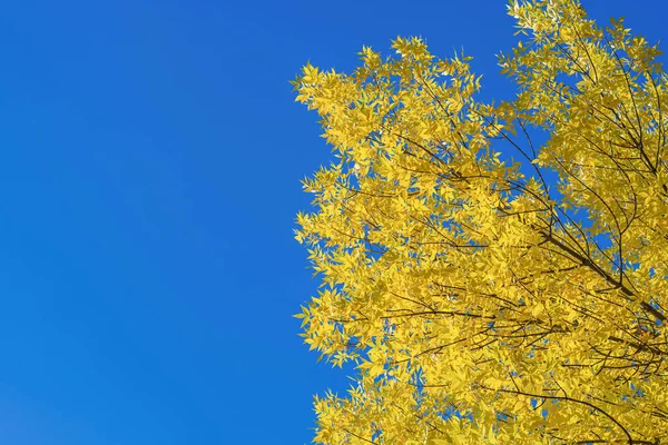 Ярко Желтая Листва Деревьев Фоне Ясного Голубого Холодного Осеннего Неба — стоковое фото