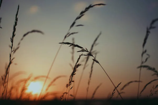 Enfoque Selectivo Las Hierbas Caña Campo Sobre Fondo Borroso Atardecer — Foto de Stock