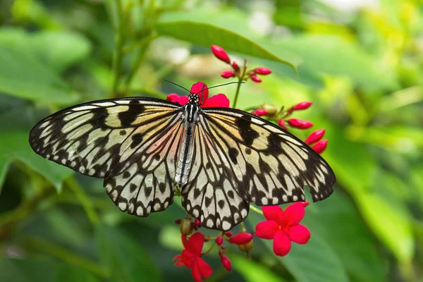 Borboleta Preta Branca Grupo Flores Vermelhas — Fotografia de Stock