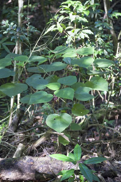 Stinging Tree Growing Kuranda Tropical North Queensland Australia Tree Also — Stock Photo, Image