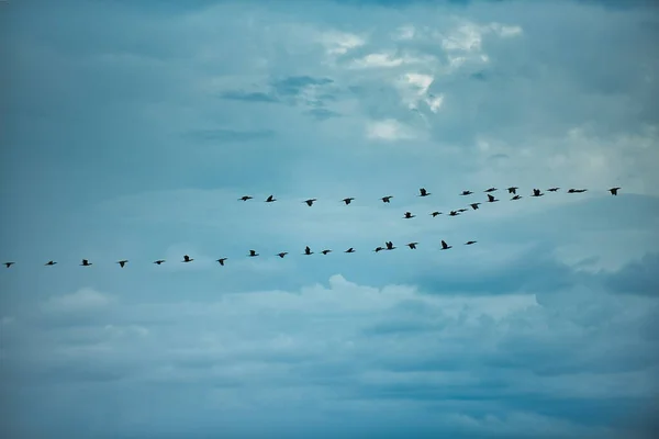 Vacker Utsikt Över Flygande Fåglar Den Molniga Himlen — Stockfoto