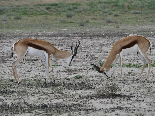 Естественный Вид Антилоп Идущих Зоопарку — стоковое фото