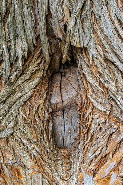 Ruw Oud Hout Achtergrond Met Een Knoop Genezing Wond Een — Stockfoto