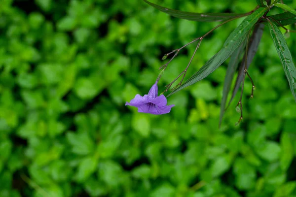 Satu Bunga Petunia Meksiko Ungu Ruellia Simplex Melawan Dedaunan Hijau — Stok Foto