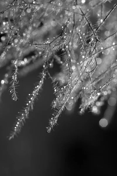 배경에 나뭇잎에 물방울이 떨어지는 — 스톡 사진