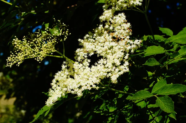 六月的夏日阳光下 黑色的长花盛开 在树篱和森林边缘常见 在休耕的土地上开拓者 具有生态价值 — 图库照片