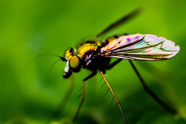 Gros Plan Une Guêpe Sur Fond Vert Flou — Photo