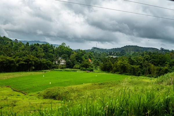 多云的天空下 一片碧绿的稻田 — 图库照片