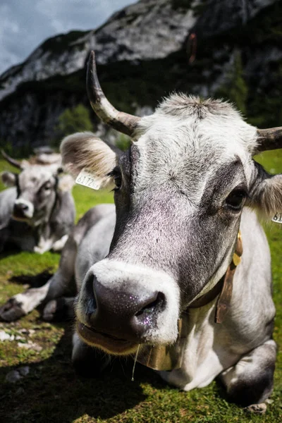 Vertical Shot White Horned Cow Ear Tags Lying Green Grass — Stock Photo, Image