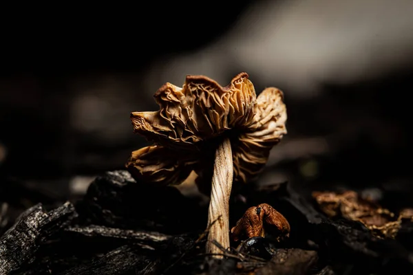 Een Close Shot Van Een Paddestoel Een Bos — Stockfoto