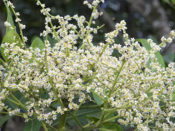 Small Stingless Bee Brown Currajong Tree Flowers Kuranda Queensland Australia — Stock Photo, Image