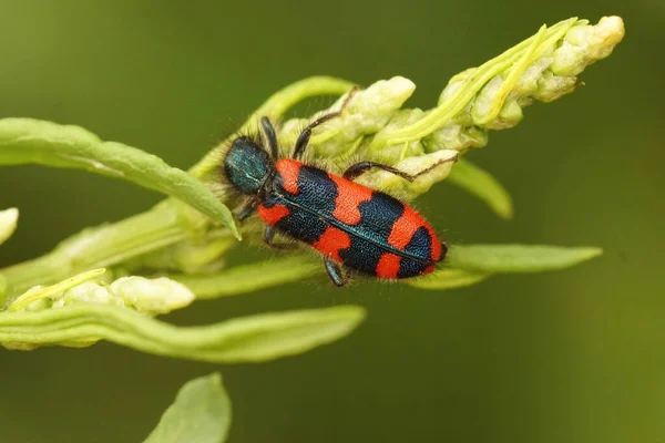 Primer Plano Del Colorido Escarabajo Rojo Trichodes Apiarius Gard Francia — Foto de Stock