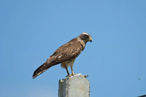 Graugesichtiger Mäusebussard Hockt Auf Einem Pfosten — Stockfoto