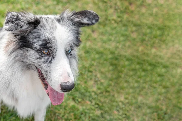 Cão Posando Para Câmera Australian Shepherd Com Olho Azul Olho — Fotografia de Stock