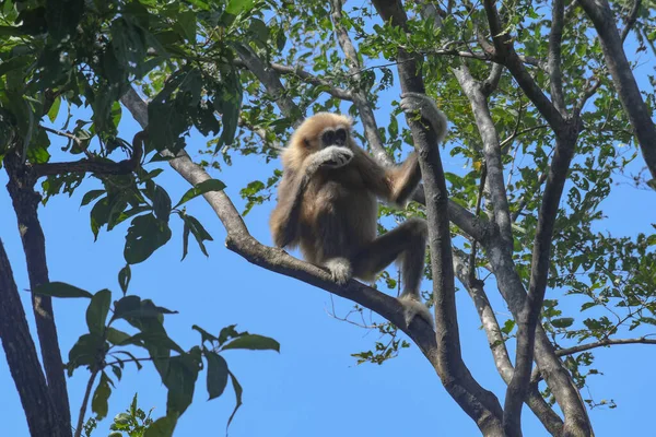 Visto Mangiare Trattenere Ramoscellogibbon Dalle Mani Bianche Hylobates Lar Thailandia — Foto Stock